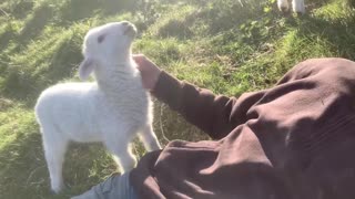 Cute little Lamb Needs Attention