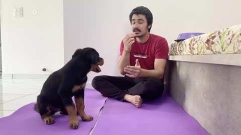 How to Train your puppy food Discipline 3 month