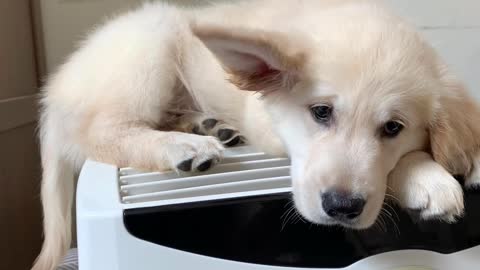 Puppy Perches on Top of Air Conditioner