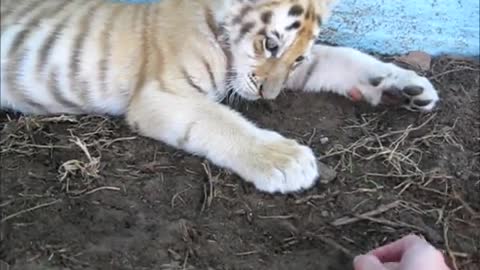 Remolón cachorro de tigre juega con un palo