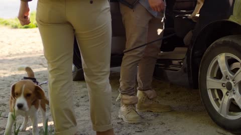 Man and woman giving treats to two cute beagle dogs while they leaving backseat of the car