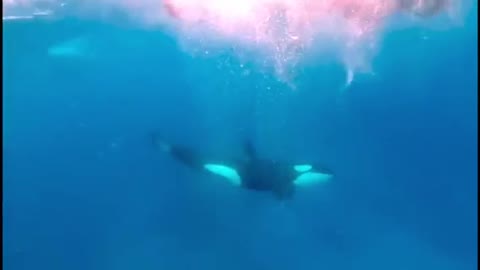 Diver jumps in the water with pod of hunting 😱😱