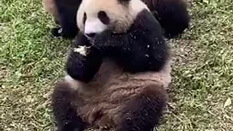Panda 🐼 intimidating the other panda 🐼 while eating