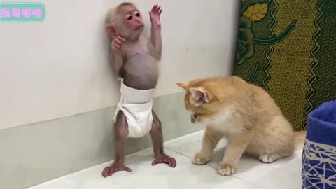 Funny Cat Videos | Chinese Funny Video | Chinese pet 2021[Tik tok China Douyin] | Monkey and cat🙈