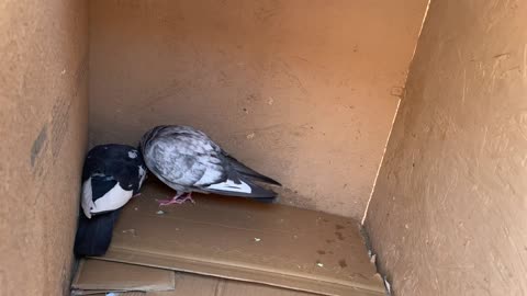 Pigeon looking space to make nest