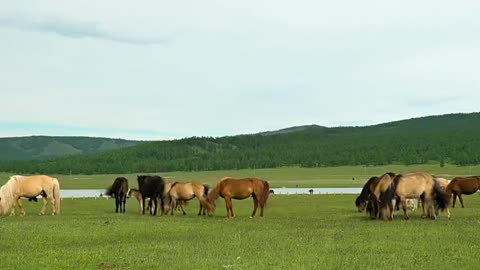 Galloping horses on the prairie and leisurely horses