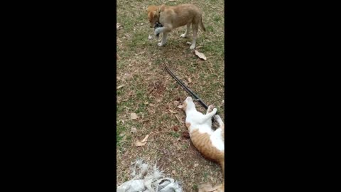 It's so cute my cat is doing exercises pulling strings with the dog