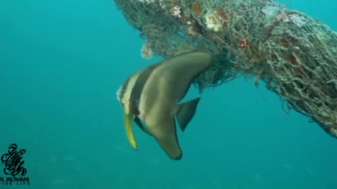 bat fish taken in boom wreck In Bahrain 🇧🇭