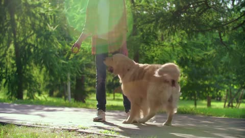 pet playing in the park