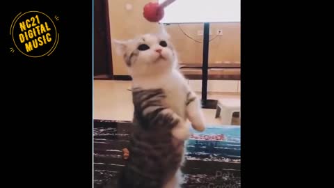 Funny Videos of Dogs, Kittens, Other Animals 006