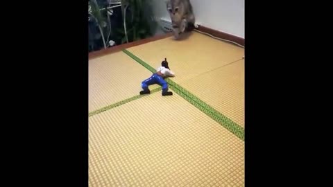 Best Funny Animals Video 2022 - Newest Cats