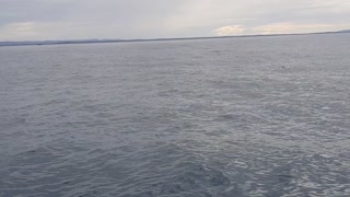 Whale Breaches In The Distance And Soaks People