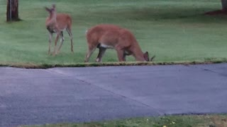 Young whitetail buck and doe