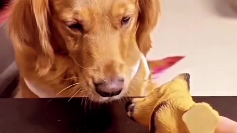 Cute dog compilation