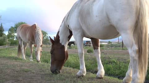 Horses looking for food in field