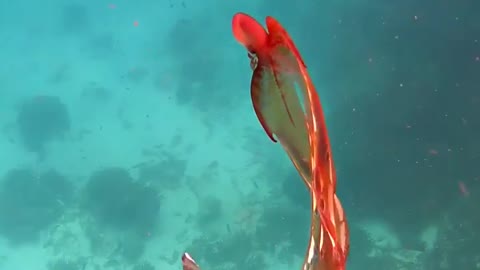 Strange red animal in the deep ocean