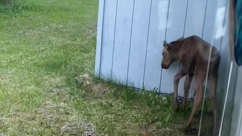 Curious Moose Calf Pulls the Power