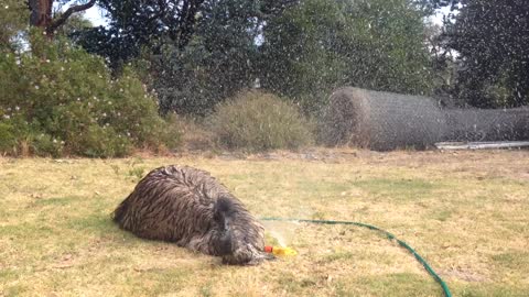 Playful Emu Loves To Play Under The Lawn Sprinklers