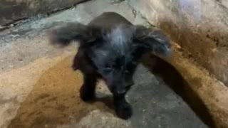 Small dog, BIG beauty ears!