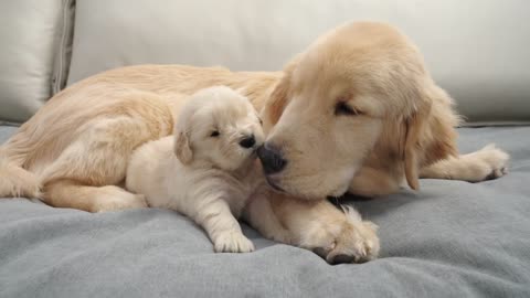 Golden Retriever Puppy: Brother's head is the best bed ever.