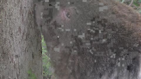 Helping a Thirsty Koala Cool Off