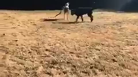 Brown dog carries giant stick in grass field