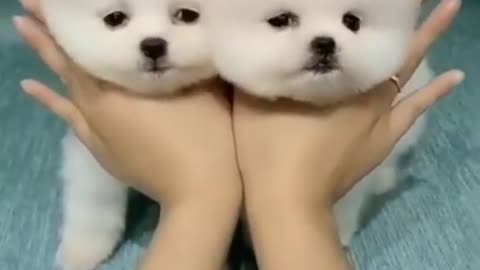 2 Beatiful and Cute Dogs get stroked on their fur