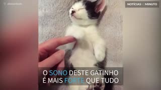 Gatinho sonolento tem a melhor reação ao receber carinhos