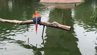 Dancing Parrot