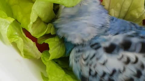 Bird Decides Owner's Salad Is Perfect For Laying In