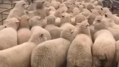 Excited dog jumping over sheeps 😳