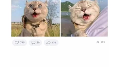 Мемы и Приколы с котами #юмор #мемы #мемчики