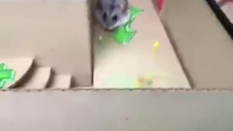 🐁🐁Hamster's passage of the obstacle course