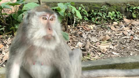 Indonesian wild monkey scratching itself