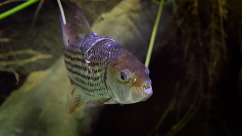 Hydrocynus goliath, also known as the goliath tigerfish, giant tigerfish