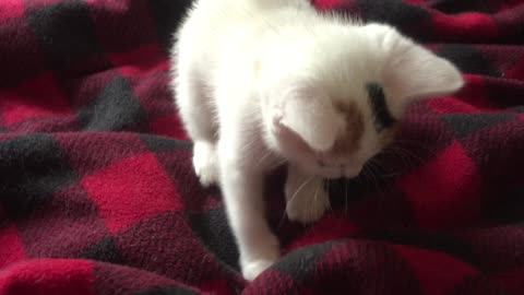 Tiny white Kitten Fringes going for fingers!