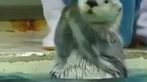 Funny seal