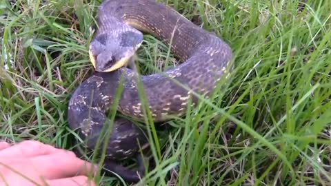 This snake is good at acting - Hognose