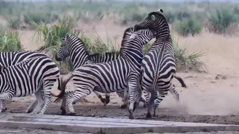 Lion vs Zebra Wild Animals 2020 –Buffalo Herd Knocked Out Lion Pride To Save Baby Zebra, Fellow