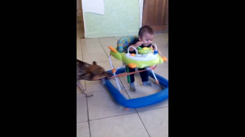 Mutt Dog Takes Baby In Rocker For A Wild Ride