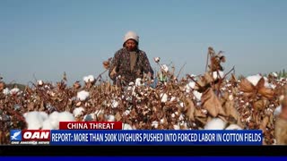 Report: More than 500K Uyghurs pushed into forced labor in cotton fields