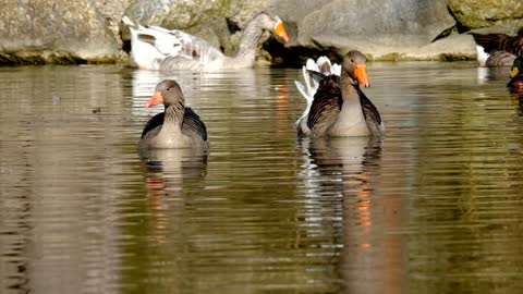 nature-bird-fauna-colombia