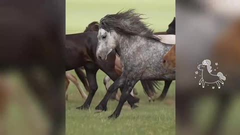Running Mongolian horse