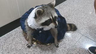 Rakoon sits in traditional Korean costume(hanbok) and asks for a snack.