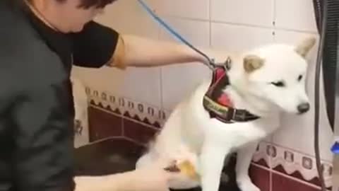 How Pet Expert Animal Doctor Handle Angry Dog