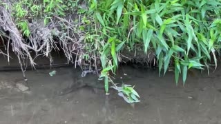 Snapping turtle goes into hiding