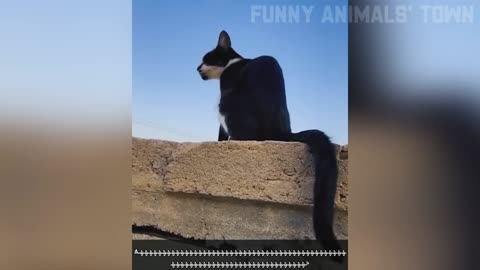 Funny Animal video Part-4_Shortvideo