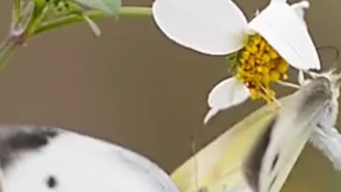 Flowers and butterflies