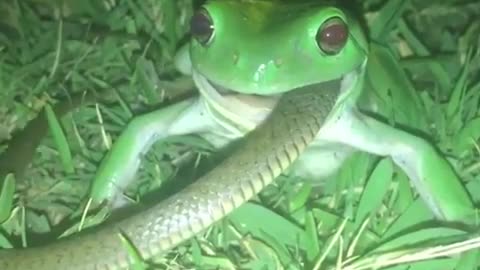 A green tree frog tries to eat the Australian keelback snake.