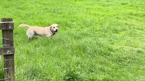 Dog Takes An Unnecessary Shortcut